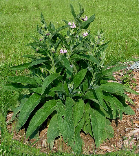 Growing Money with Comfrey